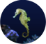 Acoustics2 Seahorse.png