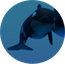 Acoustics8 Young killer whale.png