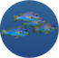 Acoustics3 Yellowbanded sweetlips.png