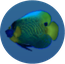 Acoustics4 Yellowface angelfish.png