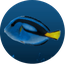 Acoustics5l Blue tang.png