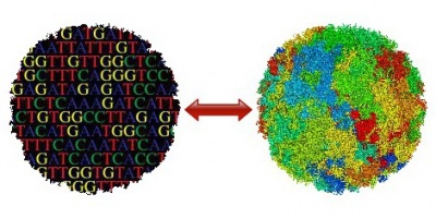 NucleusACGT.jpg